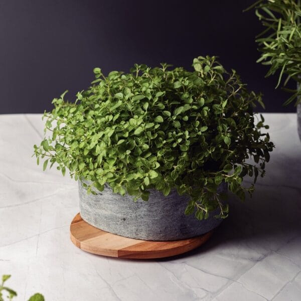 yemkost-concreta-13416-051-tramontina Емкость 13416/051 Tramontina Concreta